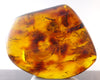 Mexican Amber 2 Termite Stingless Bee Insect Inclusion Speciemen