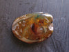 Polished Green Mexican Amber Speciemen 13g