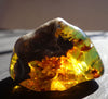 Mexican Green Amber Full Polished Shell Inclusion 23.5g from Chiapas