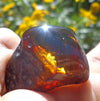 Red Green Mexican Amber Stone insect Inclusion window Polished 7.8g