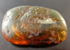 Mexican Green Amber Stone Fossil Full Polished From Chiapas 30.2g