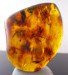 Mexican Amber 2 Termite Stingless Bee Insect Inclusion Speciemen